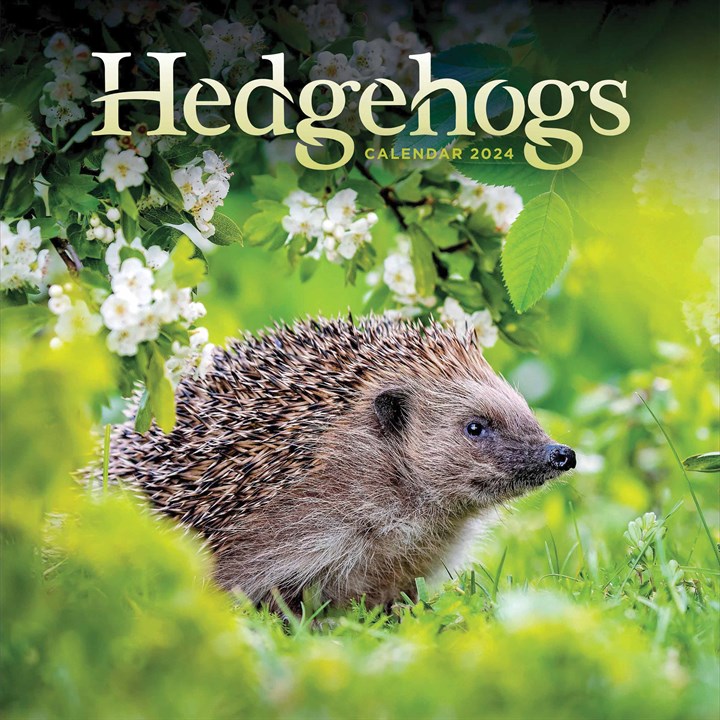 Hedgehogs Calendar 2024
