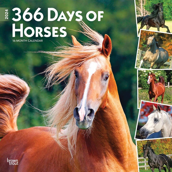366 Days Of Horses Calendar 2024
