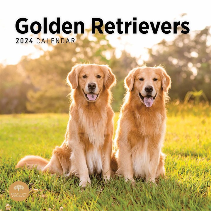 Golden Retrievers Calendar 2024