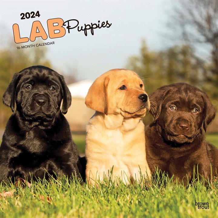 Lab Puppies Calendar 2024