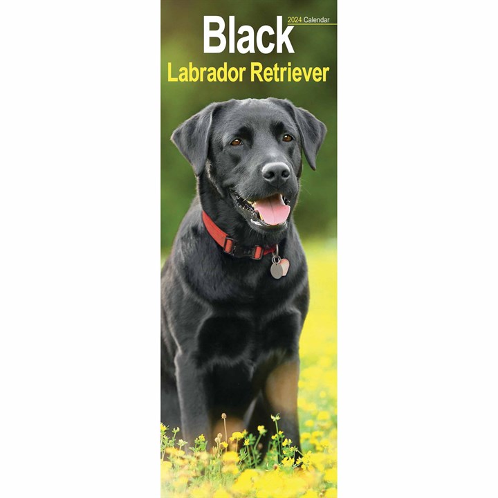 Black Labrador Retriever Slim Calendar 2024