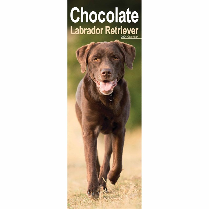 Chocolate Labrador Retriever Slim Calendar 2024