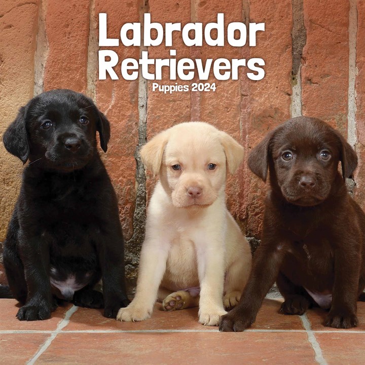 Labrador Retriever Puppies Mini Calendar 2024