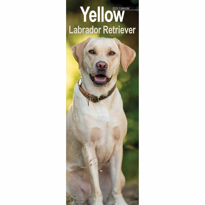 Yellow Labrador Retriever Slim Calendar 2024