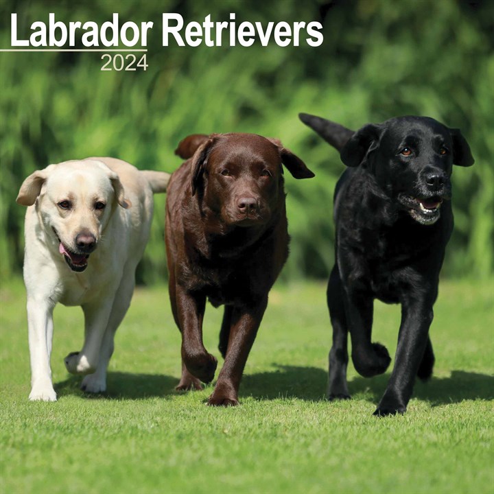 Labrador Retrievers Calendar 2024