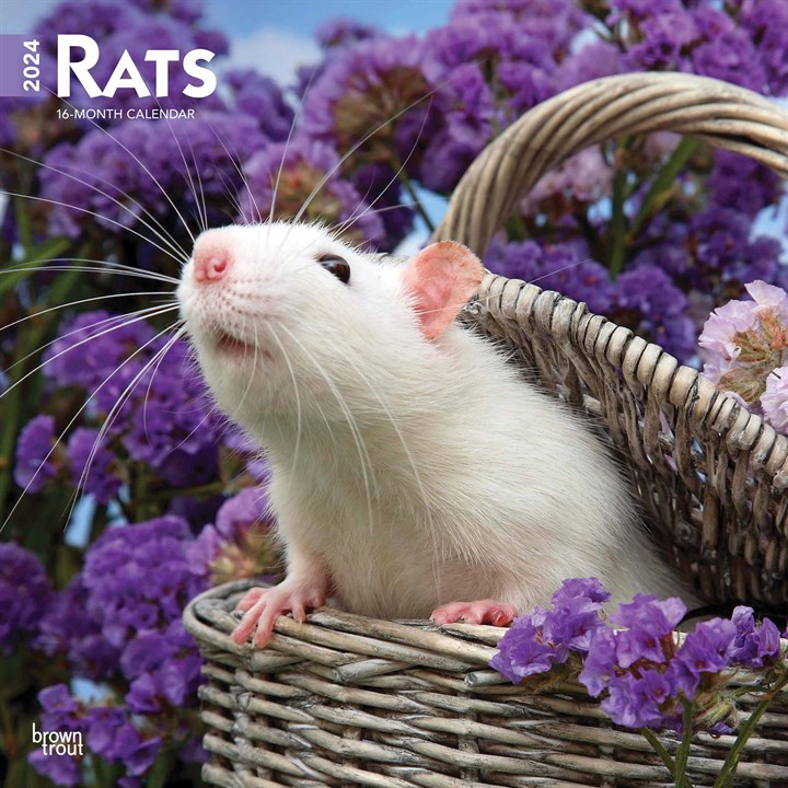 Rats Calendar 2024