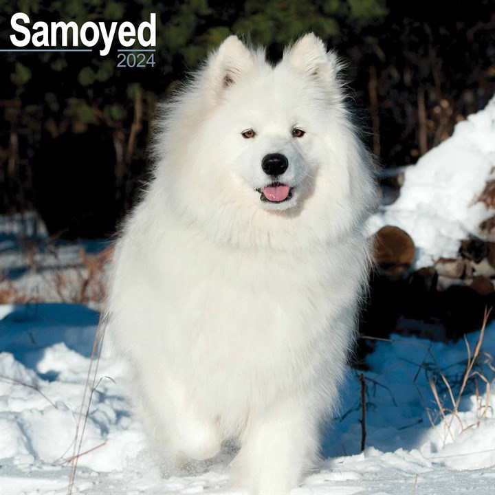 Samoyed Calendar 2024