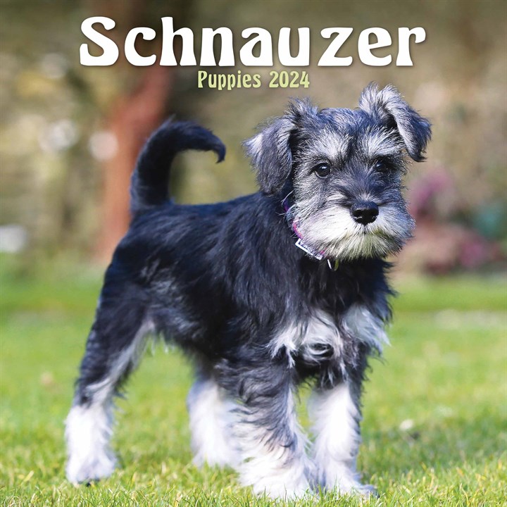 Schnauzer Puppies Mini Calendar 2024