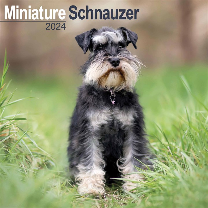 Miniature Schnauzer Calendar 2024