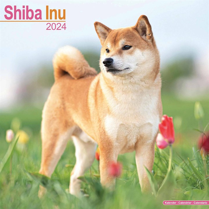 Shiba Inu Calendar 2024