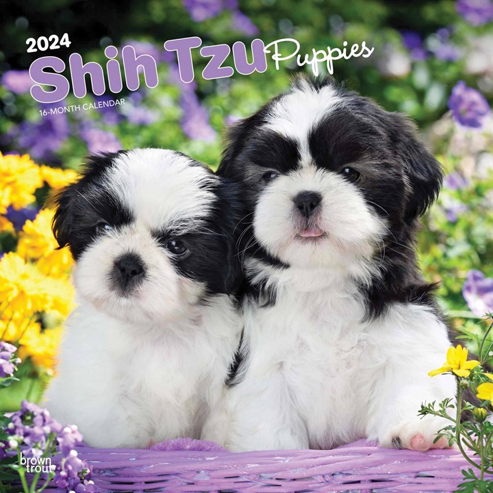 Shih Tzu Puppies Calendar 2024