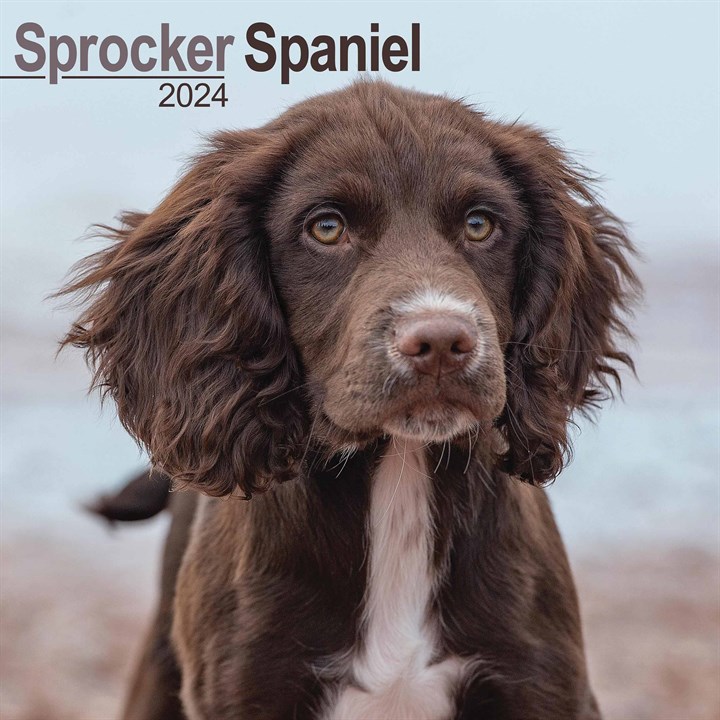 Sprocker Spaniel Calendar 2024