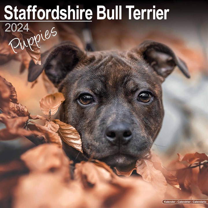 Staffordshire Bull Terrier Puppies Calendar 2024