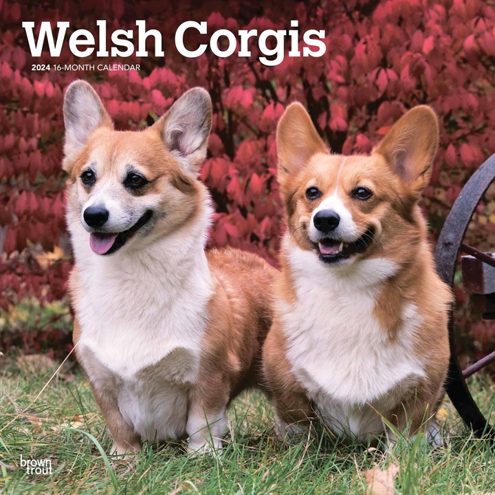 Welsh Corgis Calendar 2024