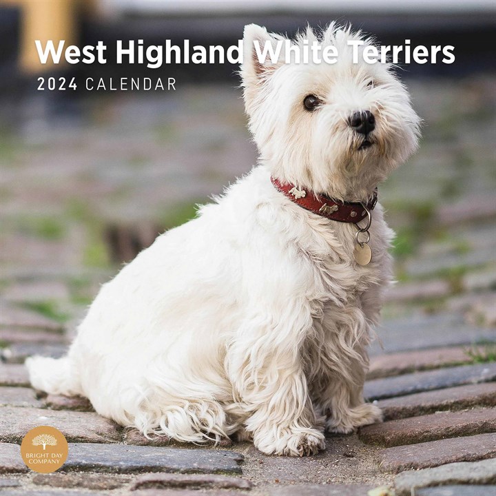 West Highland White Terriers Calendar 2024