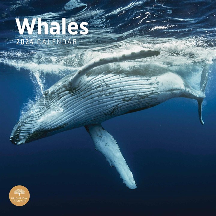Whales Calendar 2024