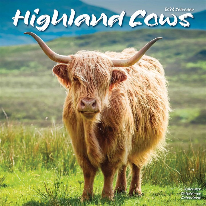 Highland Cows Calendar 2024