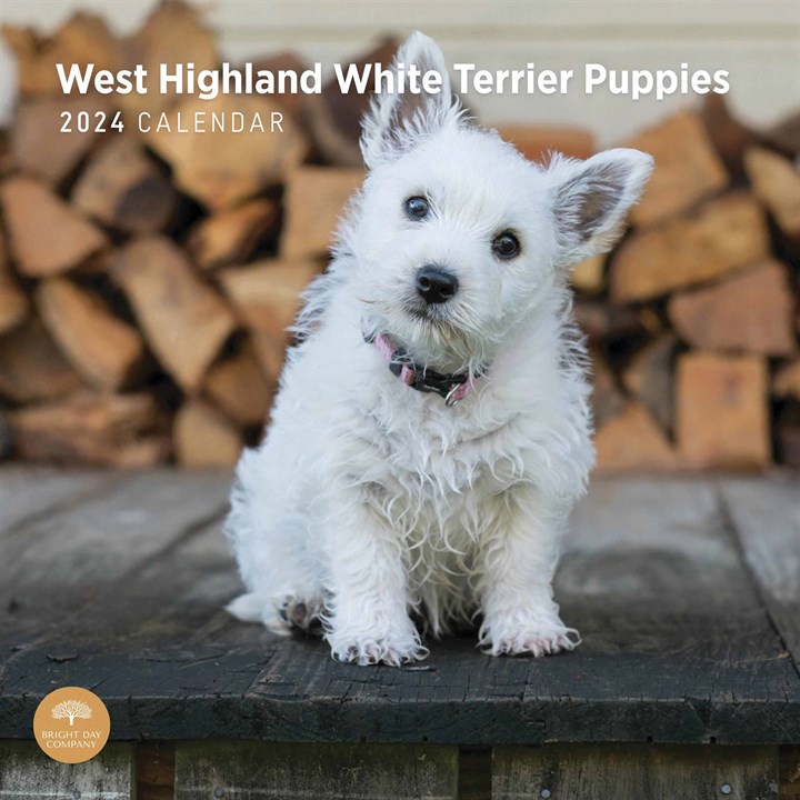 West Highland White Terrier Puppies Calendar 2024