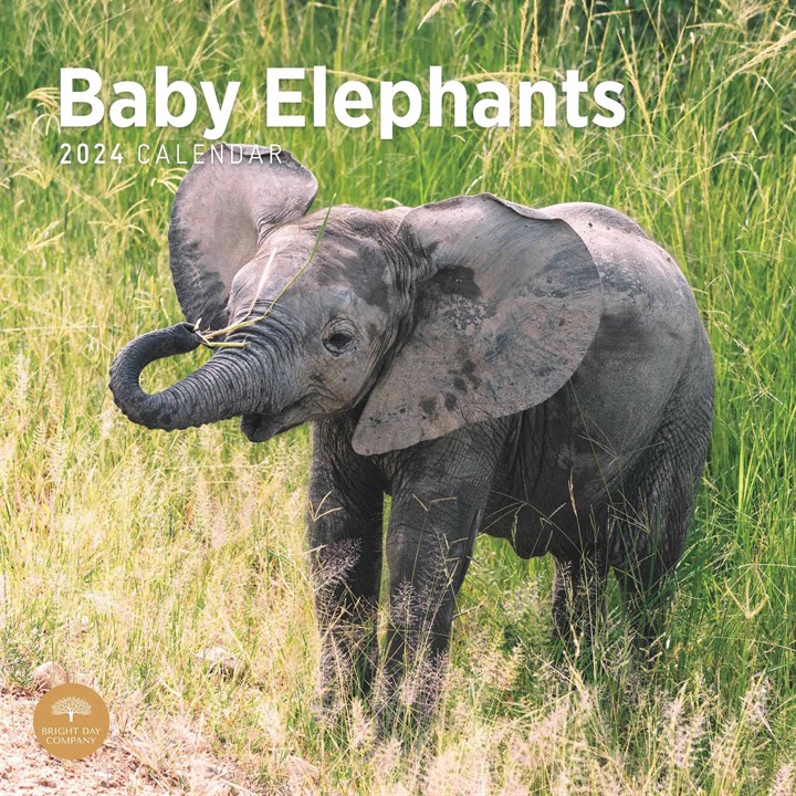 Baby Elephants Calendar 2024