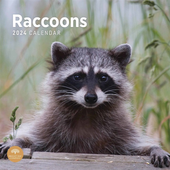 Raccoons Calendar 2024