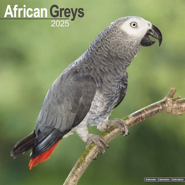 African Greys Calendar 2025