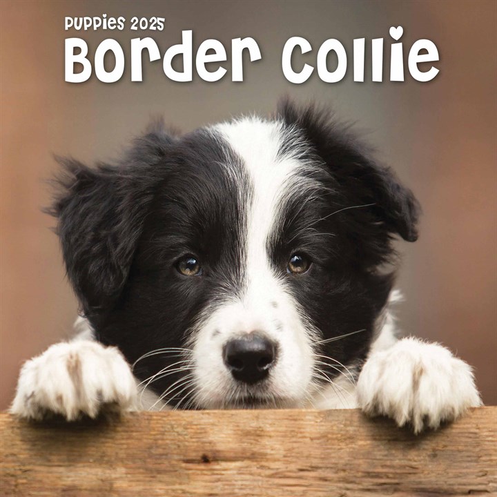 Border Collie Puppies Mini Calendar 2025