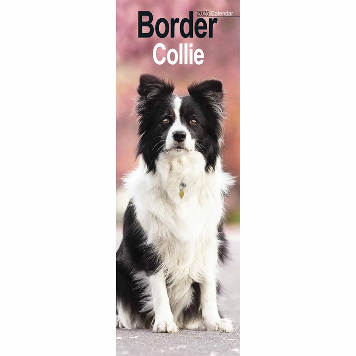 Border Collie Slim Calendar 2025