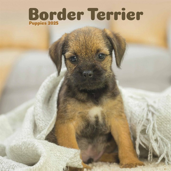 Border Terrier Puppies Mini Calendar 2025
