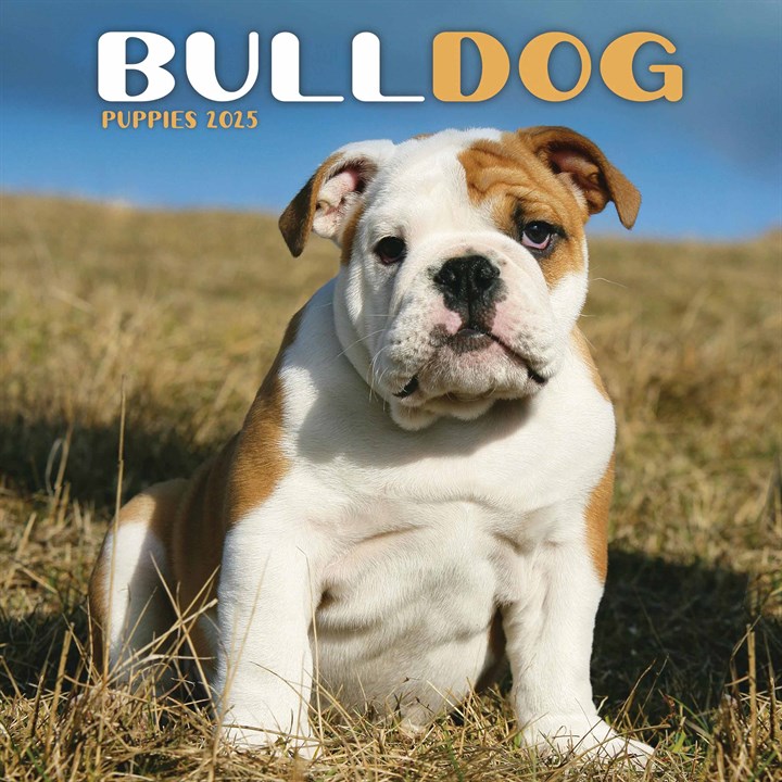 Bulldog Puppies Mini Calendar 2025