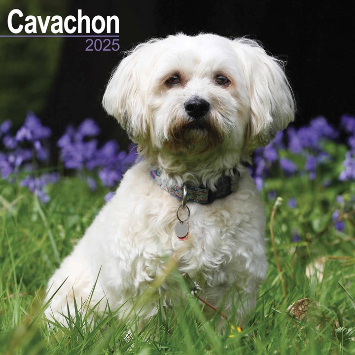 Cavachon Calendar 2025