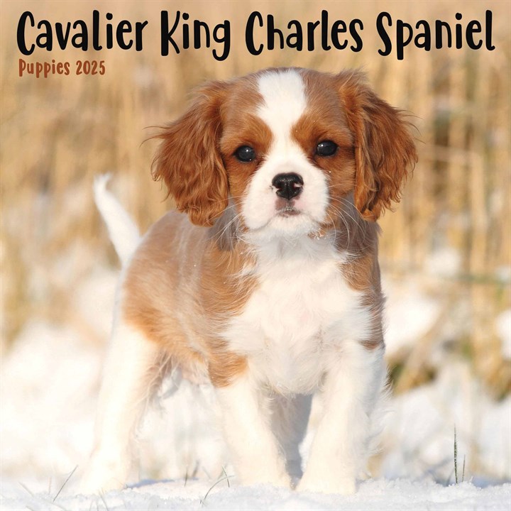 Cavalier King Charles Spaniel Puppies Mini Calendar 2025