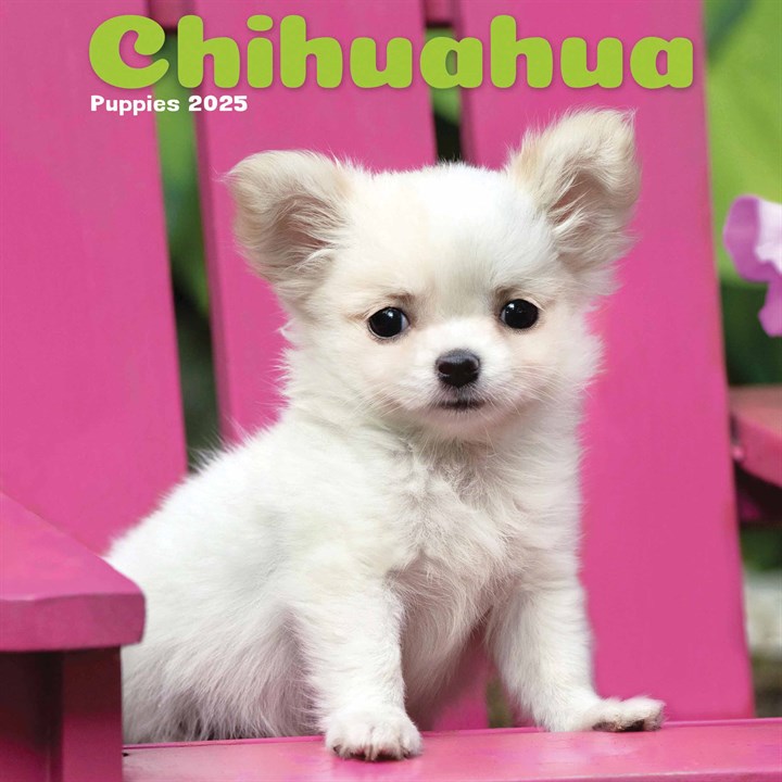 Chihuahuas Puppies Mini Calendar 2025