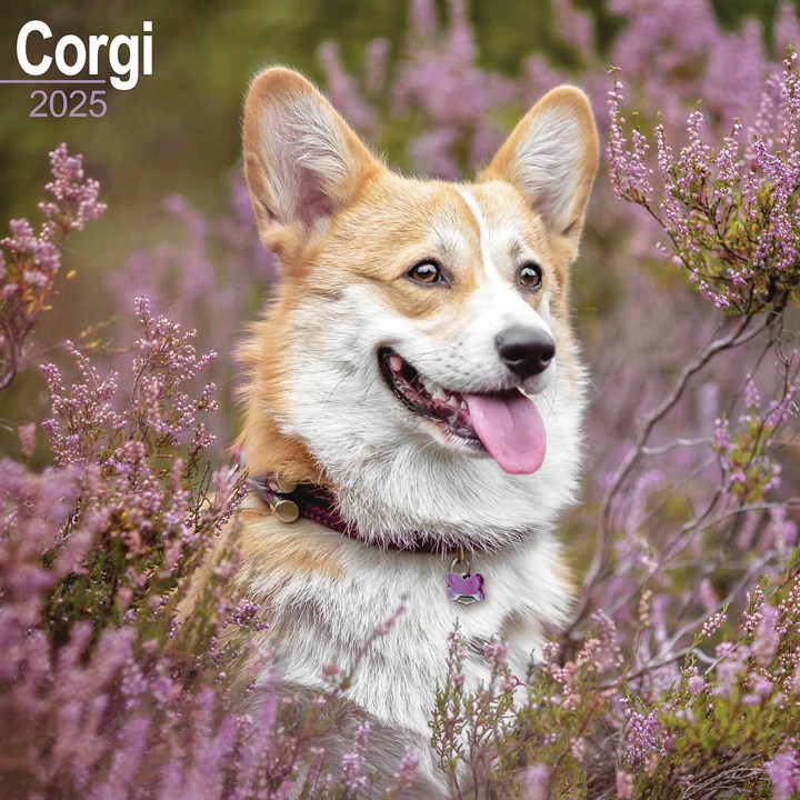 Corgi Calendar 2025