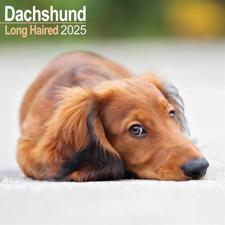 Long Haired Dachshund Calendar 2025