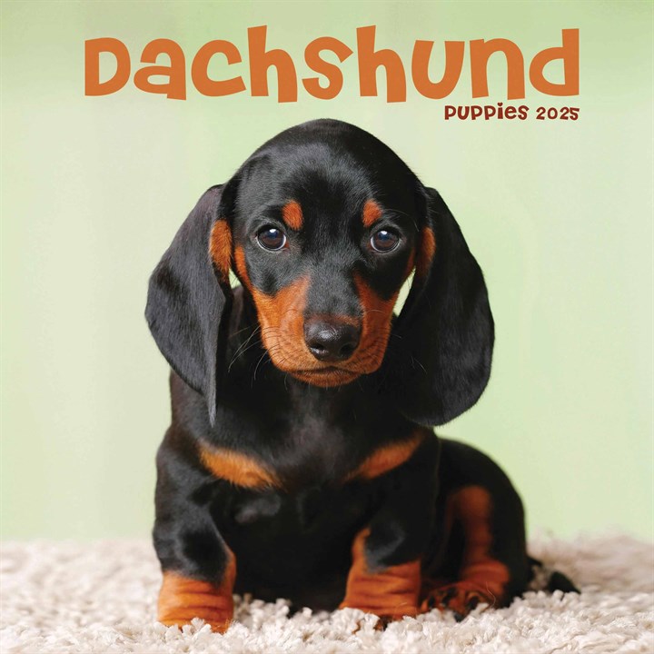 Dachshund Puppies Mini Calendar 2025