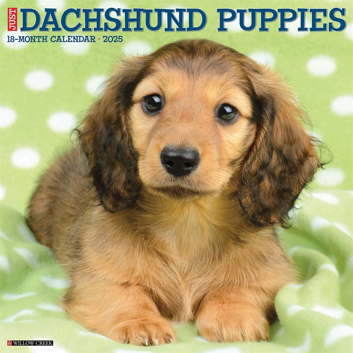 Dachshund Puppies Calendar 2025