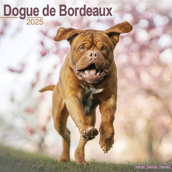 Dogue De Bordeaux Calendar 2025