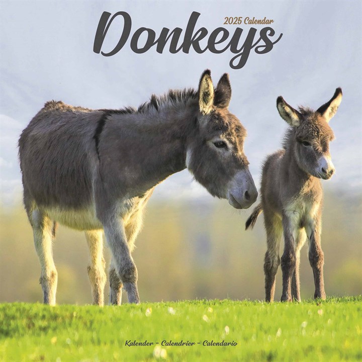 Donkeys Calendar 2025
