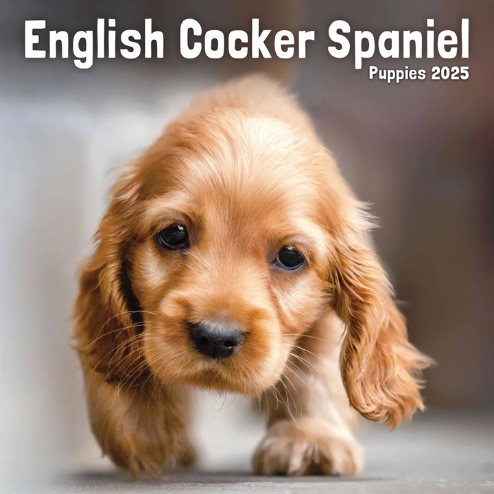 English Cocker Spaniel Puppies Mini Calendar 2025