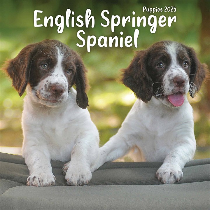 English Springer Spaniel Puppies Mini Calendar 2025