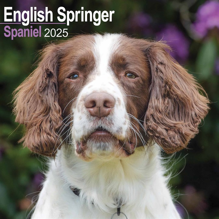 English Springer Spaniel Calendar 2025