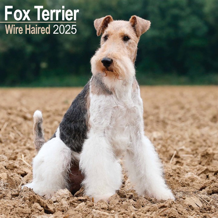 Wire Haired Fox Terrier Calendar 2025