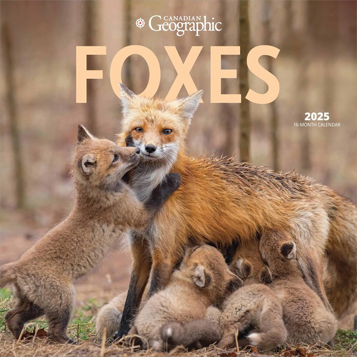 Foxes Calendar 2025