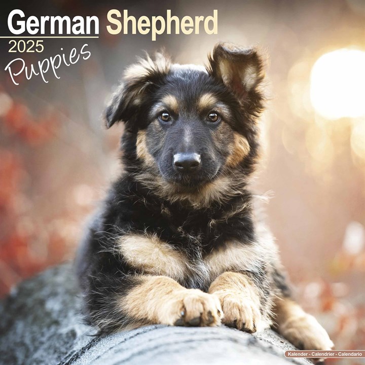 German Shepherd Puppies Calendar 2025