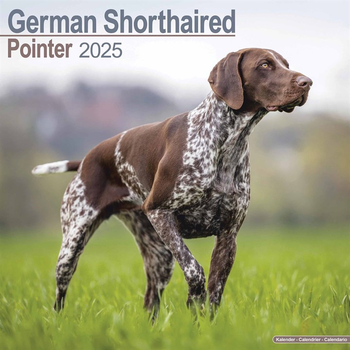 German Shorthaired Pointer Calendar 2025
