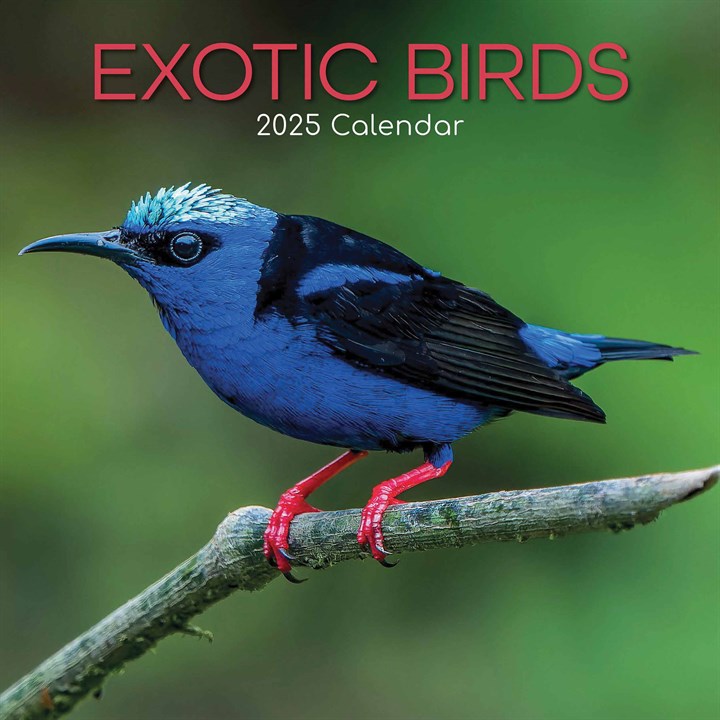 Exotic Birds Calendar 2025
