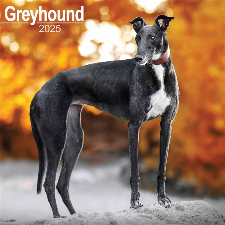 Greyhound Calendar 2025