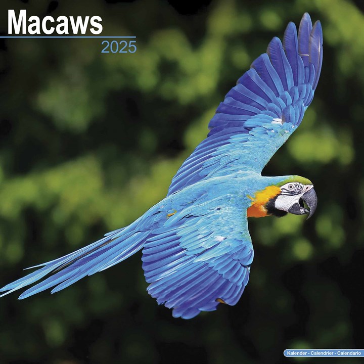 Macaws Calendar 2025