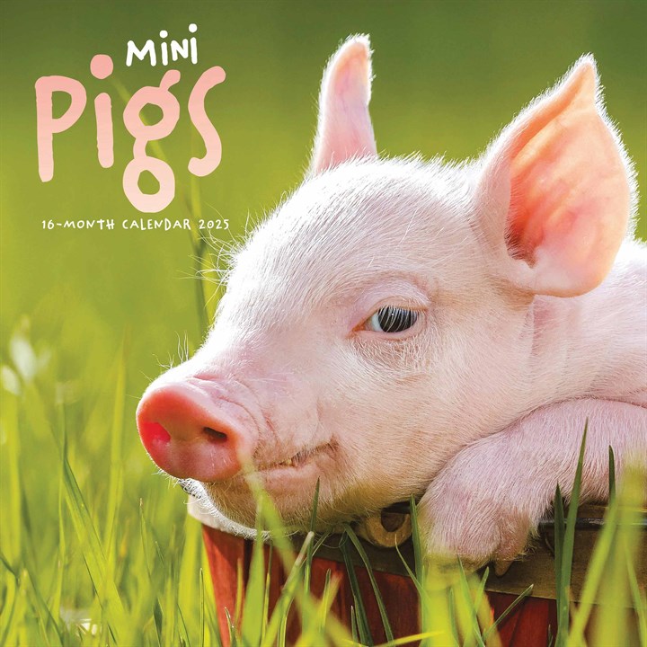 Mini Pigs Calendar 2025