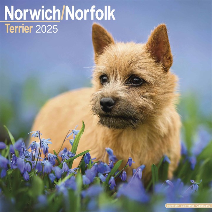 Norwich & Norfolk Terrier Calendar 2025